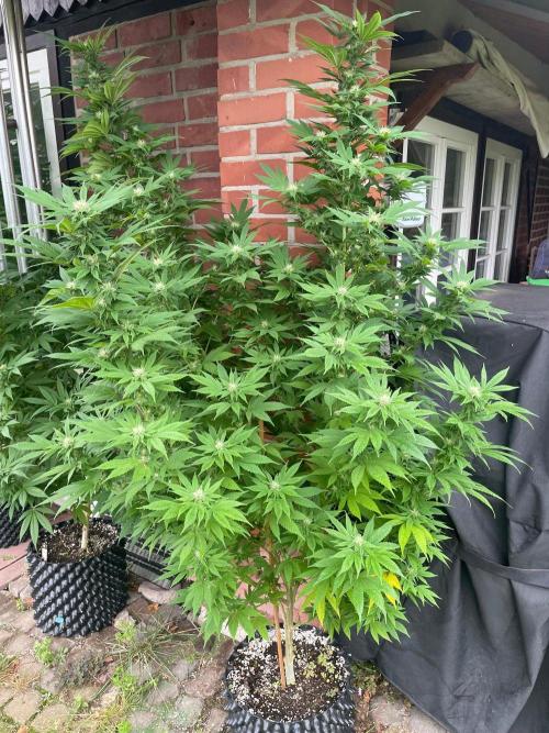 Summer Paradise Outdoor Grow Germany. Week 19 - 20260920, CBDelight, Flower Day 32