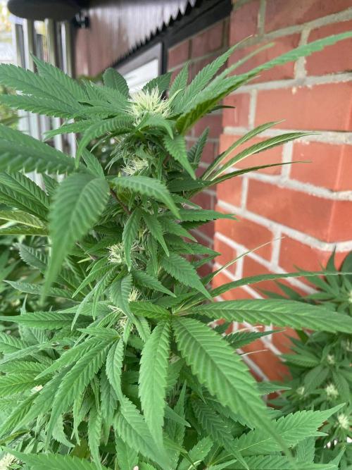 Summer Paradise Outdoor Grow Germany. Week 19 - 20260920, CBDelight, Flower Day 32