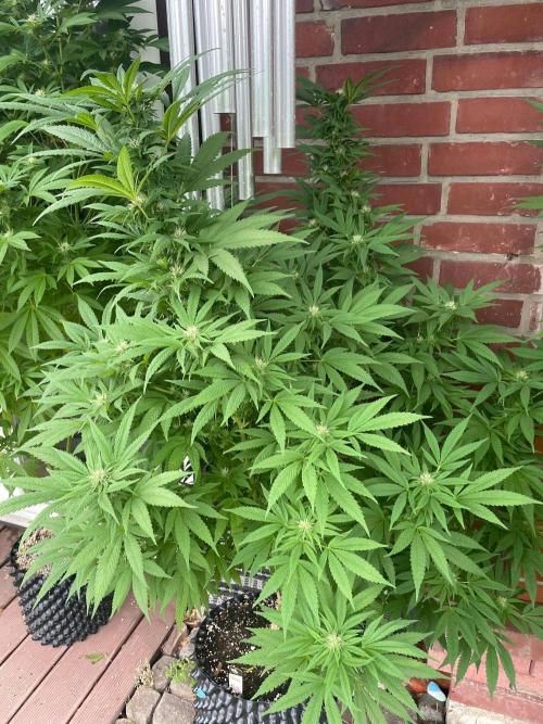 Summer Paradise Outdoor Grow Germany. Week 19 - 20260920, CBDRelax, Flower Day 32