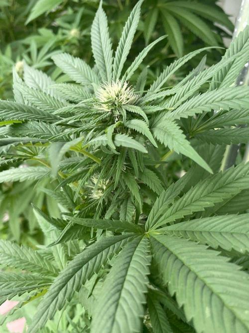 Summer Paradise Outdoor Grow Germany. Week 19 - 20260920, CBDRelax, Flower Day 32