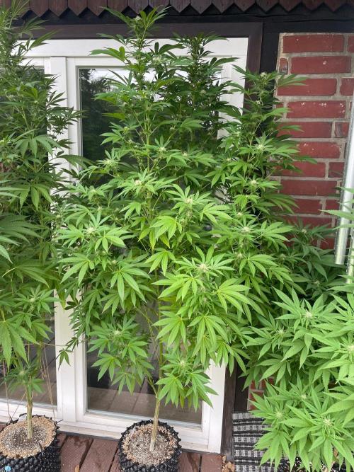 Summer Paradise Outdoor Grow Germany. Week 19 - 20260920, Mellowz, Flower Day 32