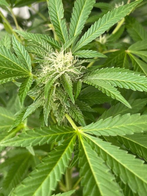 Summer Paradise Outdoor Grow Germany. Week 19 - 20260920, Mellowz, Flower Day 32