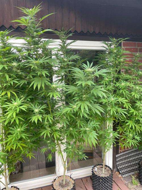 Summer Paradise Outdoor Grow Germany. Week 19 - 20260920, Runtz Carlton, Flower Day 32