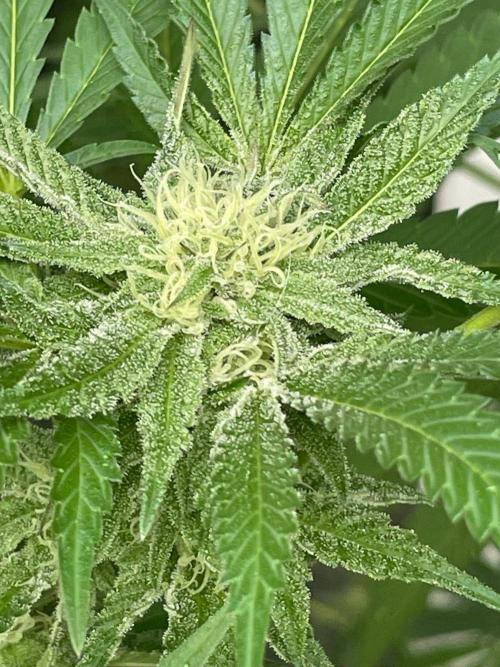Summer Paradise Outdoor Grow Germany. Week 19 - 20260920, Runtz Carlton, Flower Day 32