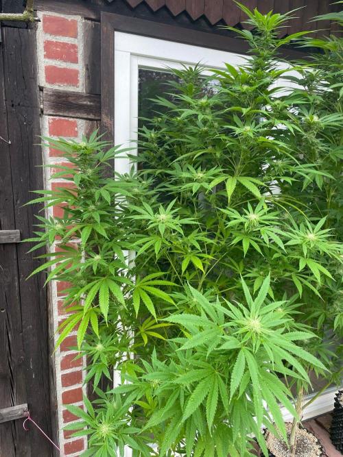 Summer Paradise Outdoor Grow Germany. Week 19 - 20260920, Tropical Fruit Cake, Flower Day 32