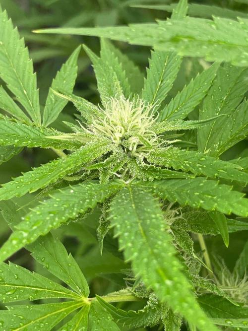 Summer Paradise Outdoor Grow Germany. Week 19 - 20260920, Tropical Fruit Cake, Flower Day 32