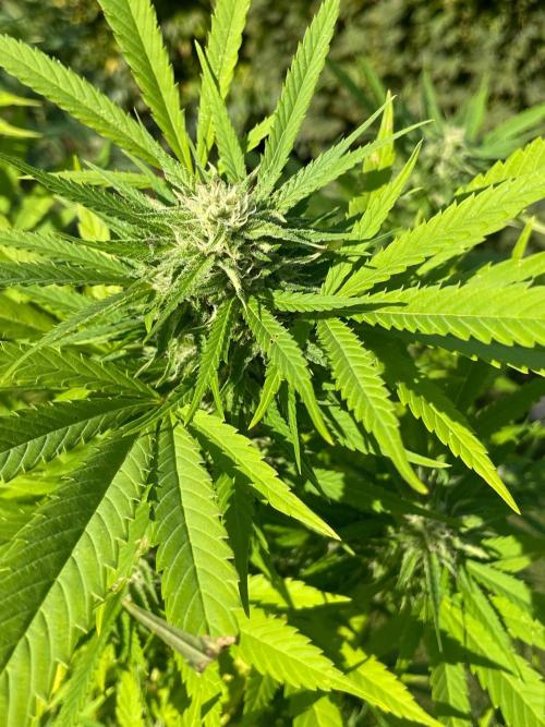Summer Paradise Outdoor Grow Germany. Week 20 - 20260927, Mendocino Skunk, Flower Day 39