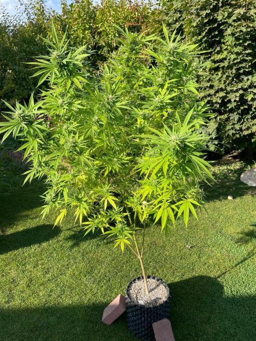 Summer Paradise Outdoor Grow Germany. Week 20 - 20260927, Mendocino Skunk, Flower Day 39