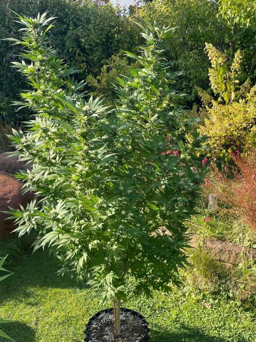 Summer Paradise Outdoor Grow Germany. Week 20 - 20260927, CBDelight, Flower Day 39