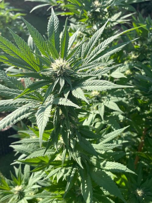 Summer Paradise Outdoor Grow Germany. Week 20 - 20260927, CBDelight, Flower Day 39