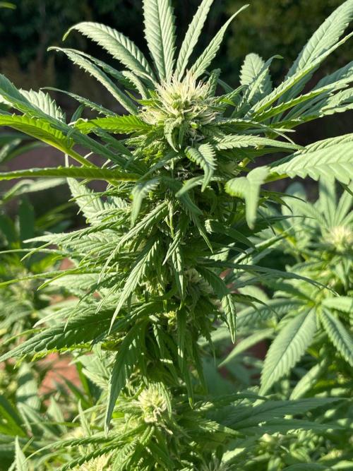 Summer Paradise Outdoor Grow Germany. Week 20 - 20260927, CBDRelax, Flower Day 39