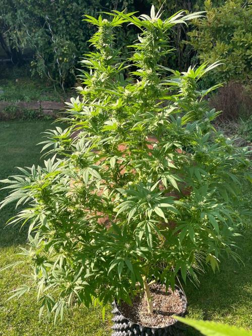 Summer Paradise Outdoor Grow Germany. Week 20 - 20260927, CBDRelax, Flower Day 39