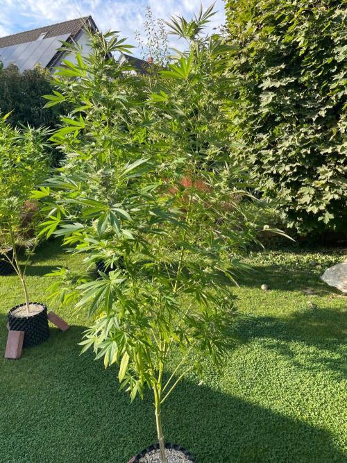 Summer Paradise Outdoor Grow Germany. Week 20 - 20260927, Mellowz, Flower Day 39