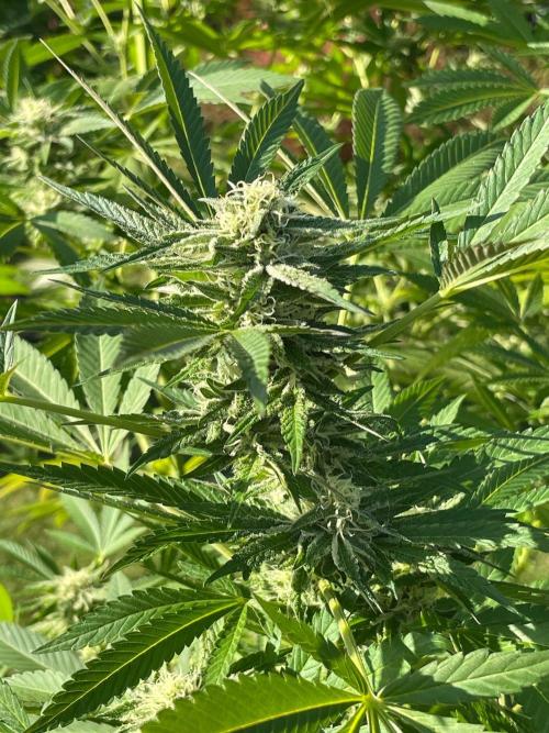 Summer Paradise Outdoor Grow Germany. Week 20 - 20260927, Mellowz, Flower Day 39