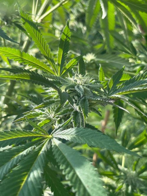 Summer Paradise Outdoor Grow Germany. Week 20 - 20260927, Runtz Carlton, Flower Day 39