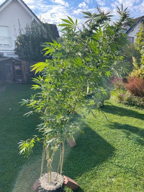 Summer Paradise Outdoor Grow Germany. Week 20 - 20260927, Runtz Carlton, Flower Day 39
