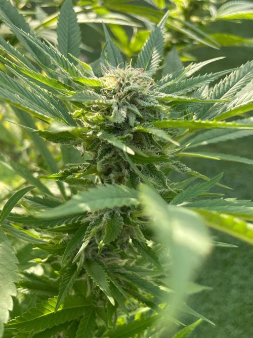 Summer Paradise Outdoor Grow Germany. Week 20 - 20260927, Tropical Fruit Cake, Flower Day 39