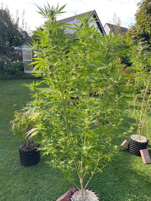 Summer Paradise Outdoor Grow Germany. Week 20 - 20260927, Tropical Fruit Cake, Flower Day 39