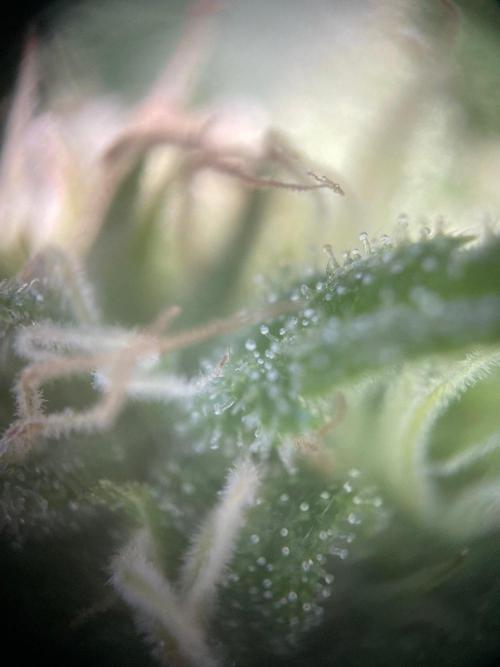 Summer Paradise Outdoor Grow Germany. Week 20 - 20260927, Mendocino Skunk, Flower Day 39