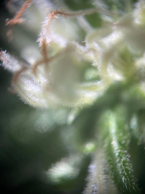 Summer Paradise Outdoor Grow Germany. Week 20 - 20260927, CBDRelax, Flower Day 39