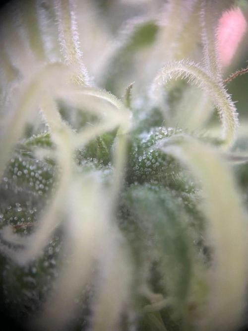 Summer Paradise Outdoor Grow Germany. Week 20 - 20260927, CBDelight, Flower Day 39