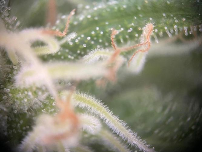 Summer Paradise Outdoor Grow Germany. Week 20 - 20260927, Mellowz, Flower Day 39