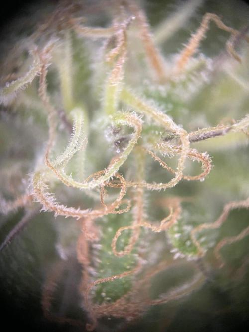 Summer Paradise Outdoor Grow Germany. Week 20 - 20260927, Runtz Carlton, Flower Day 39