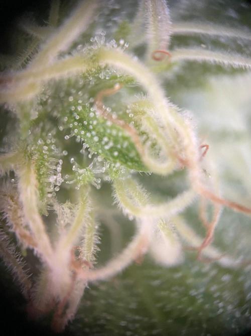 Summer Paradise Outdoor Grow Germany. Week 20 - 20260927, Tropical Fruit Cake, Flower Day 39