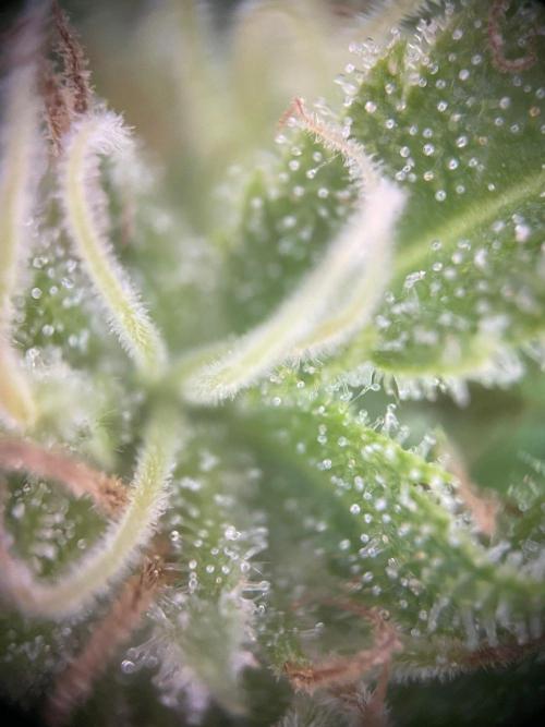 Summer Paradise Outdoor Grow Germany. Week 21 - 20261004, Mendocino Skunk, Flower Day 46