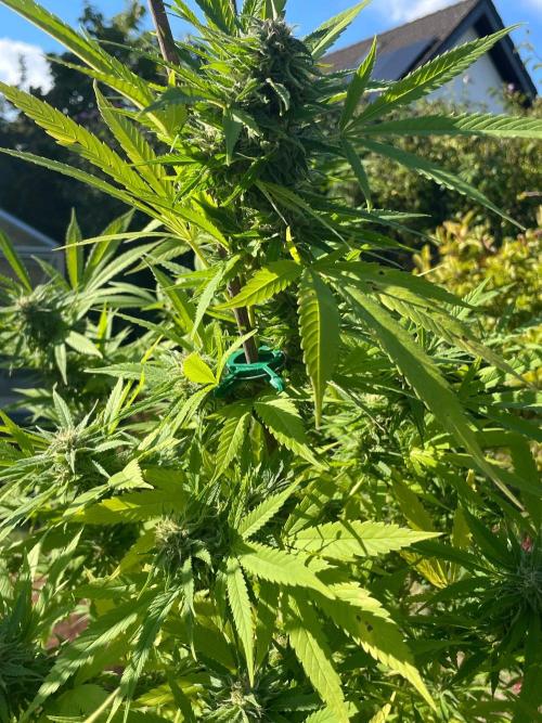 Summer Paradise Outdoor Grow Germany. Week 21 - 20261004, Mendocino Skunk, Flower Day 46