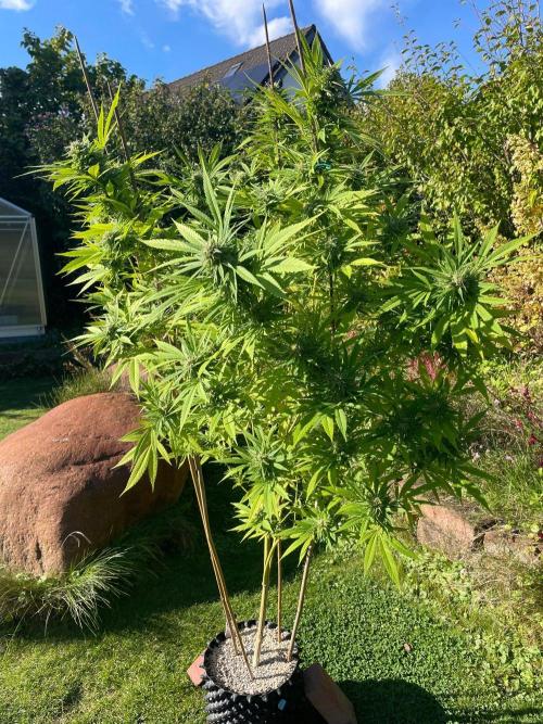 Summer Paradise Outdoor Grow Germany. Week 21 - 20261004, Mendocino Skunk, Flower Day 46