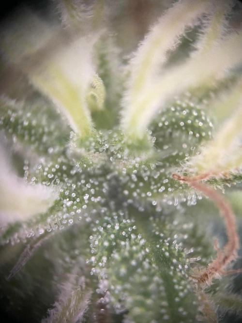 Summer Paradise Outdoor Grow Germany. Week 21 - 20261004, CBDelight, Flower Day 46