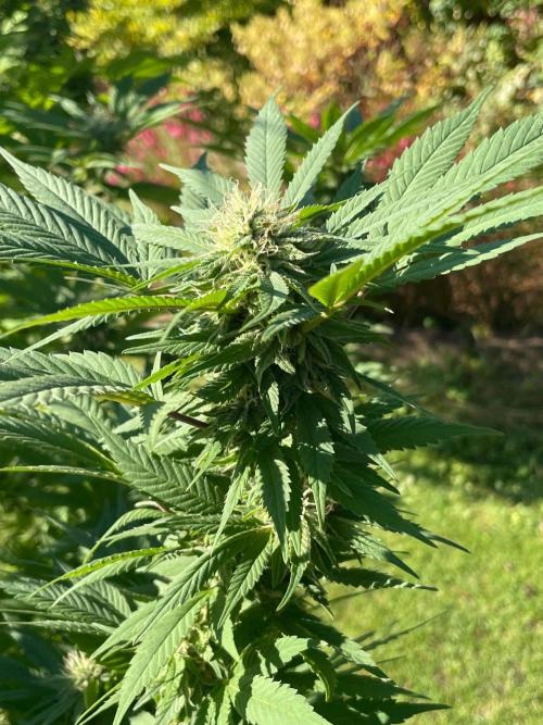 Summer Paradise Outdoor Grow Germany. Week 21 - 20261004, CBDelight, Flower Day 46