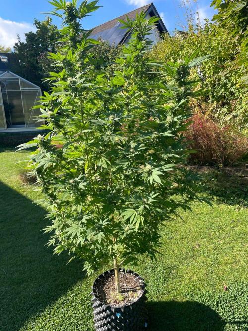 Summer Paradise Outdoor Grow Germany. Week 21 - 20261004, CBDelight, Flower Day 46