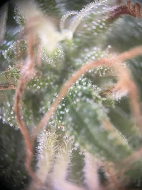 Summer Paradise Outdoor Grow Germany. Week 21 - 20261004, CBDRelax, Flower Day 46