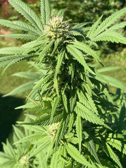 Summer Paradise Outdoor Grow Germany. Week 21 - 20261004, CBDRelax, Flower Day 46