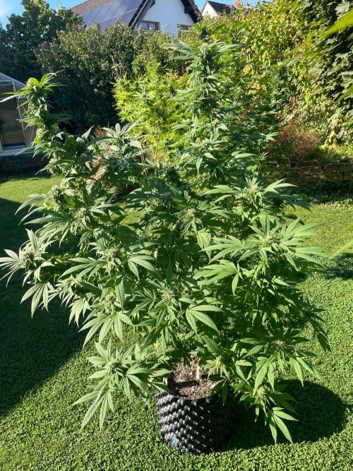 Summer Paradise Outdoor Grow Germany. Week 21 - 20261004, CBDRelax, Flower Day 46