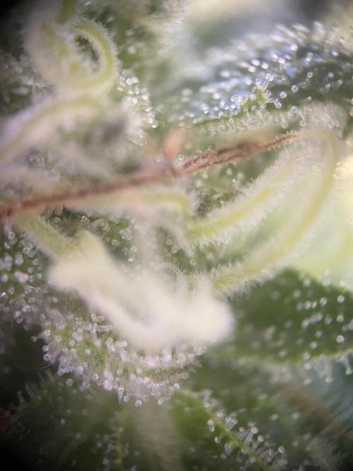 Summer Paradise Outdoor Grow Germany. Week 21 - 20261004, Mellowz, Flower Day 46