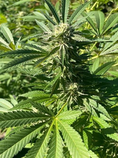Summer Paradise Outdoor Grow Germany. Week 21 - 20261004, Mellowz, Flower Day 46