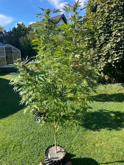 Summer Paradise Outdoor Grow Germany. Week 21 - 20261004, Mellowz, Flower Day 46