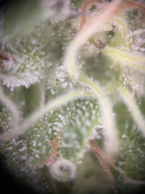 Summer Paradise Outdoor Grow Germany. Week 21 - 20261004, Runtz Carlton, Flower Day 46