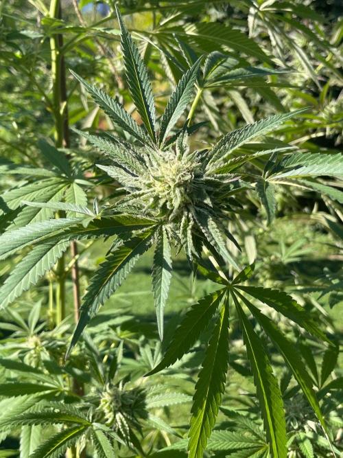 Summer Paradise Outdoor Grow Germany. Week 21 - 20261004, Runtz Carlton, Flower Day 46