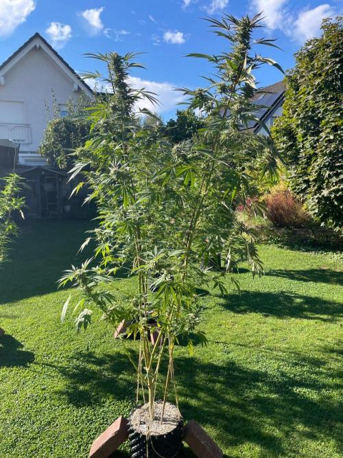 Summer Paradise Outdoor Grow Germany. Week 21 - 20261004, Runtz Carlton, Flower Day 46