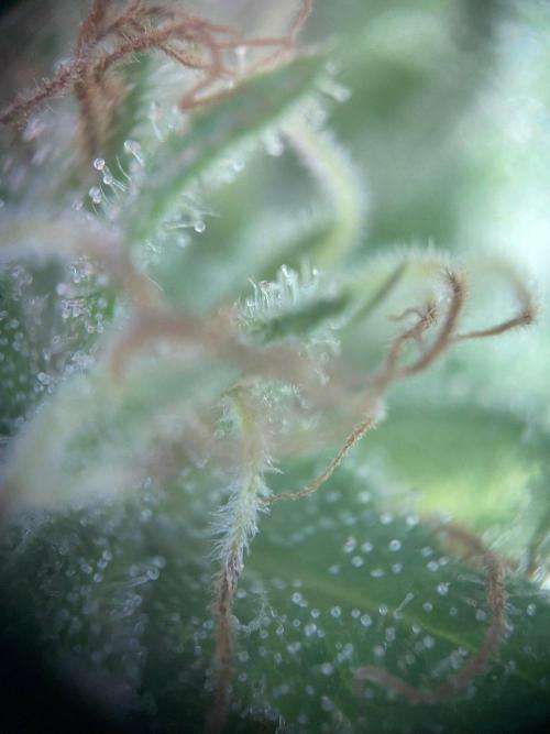 Summer Paradise Outdoor Grow Germany. Week 21 - 20261004, Tropical Fruit Cake, Flower Day 46