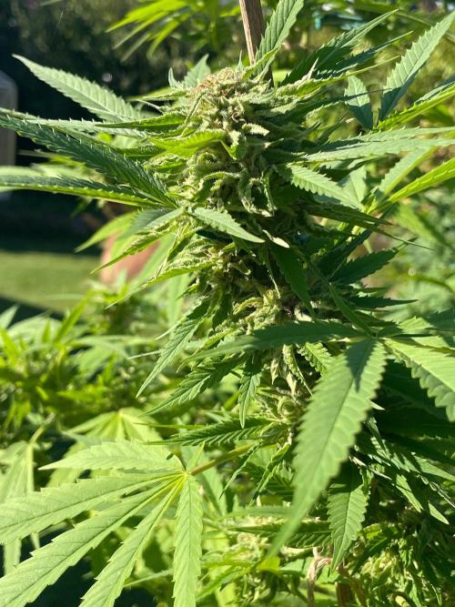 Summer Paradise Outdoor Grow Germany. Week 21 - 20261004, Tropical Fruit Cake, Flower Day 46