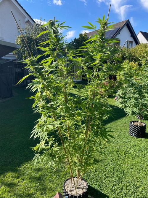 Summer Paradise Outdoor Grow Germany. Week 21 - 20261004, Tropical Fruit Cake, Flower Day 46