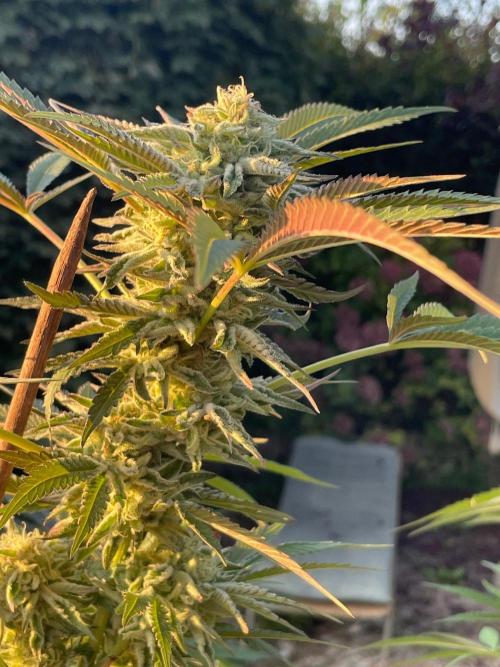 Summer Paradise Outdoor Grow Germany. Week 21 - 20261004, Runtz Carlton, Flower Day 46