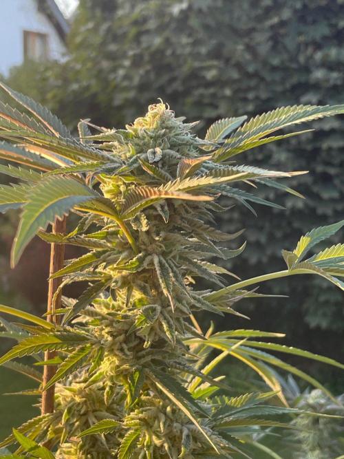 Summer Paradise Outdoor Grow Germany. Week 21 - 20261004, Runtz Carlton, Flower Day 46