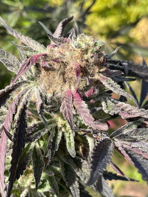 Summer Paradise Outdoor Grow Germany. Week 23 - 20261015, Runtz Carlton, Flower Day 57, Bud Rot