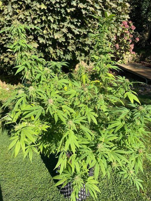 Summer Paradise Outdoor Grow Germany. Week 23 - 20261016, CBDRelax, Flower Day 58